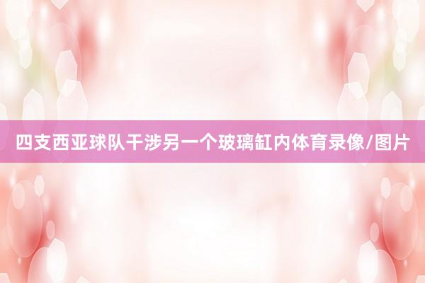 四支西亚球队干涉另一个玻璃缸内体育录像/图片